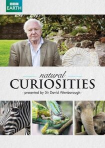 دانلود سریال Natural Curiosities382054-1003205021