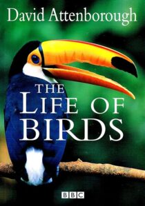دانلود مستند The Life of Birds382058-1525894028