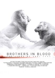 دانلود مستند Brothers in Blood: The Lions of Sabi Sand 2015424819-384038180