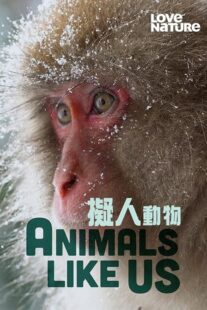 دانلود مستند Animals Like Us423066-1497660049